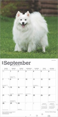 2025 BrownTrout American Eskimo Dogs 12" x 24" Monthly Square Wall Calendar (9781975476496)