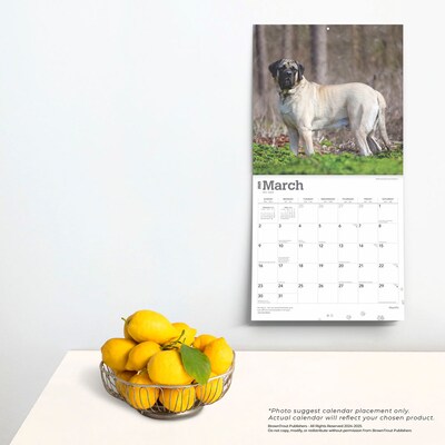 2025 BrownTrout Mastiffs 12" x 12" Monthly Square Wall Calendar (9781975477417)