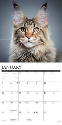 2025 Willow Creek Just Maine Coon Cats 12" x 12" Monthly Wall Calendar (43813)