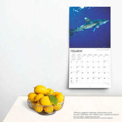 2025 BrownTrout Sharks 12" x 12" Monthly Square Wall Calendar (9781975475697)