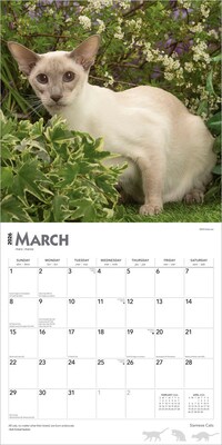 2026 BrownTrout Siamese Cats 12" x 12" Monthly Wall Calendar (9798330705573)