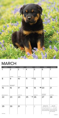 2026 Willow Creek Rottweiler Puppies 12" x 12" Monthly Wall Calendar (52600)