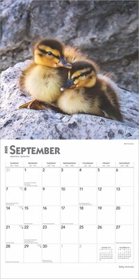 2025 BrownTrout Baby Animals 12" x 12" Monthly Square Wall Calendar (9781975476564)