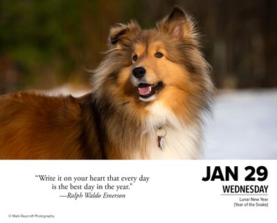 2025 Willow Creek What Dogs Teach Us 6" x 5.5" Day-to-Day Calendar (41116)