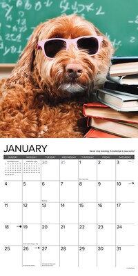 2026 Willow Creek What Dogs Teach Us 12" x 12" Monthly Wall Calendar (53164)