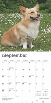 2025 BrownTrout Pembroke Welsh Corgis 12" x 12" Monthly Wall Calendar (9781975477967)