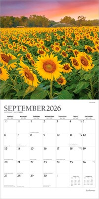 2026 Plato Sunflowers 12" x 12" Monthly Wall Calendar (9798330706655)