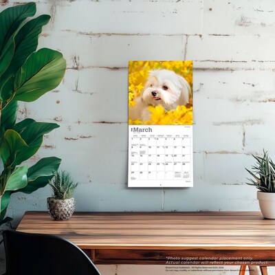 2026 BrownTrout Maltese 7" x 7" Monthly Wall Calendar (9798330704507)