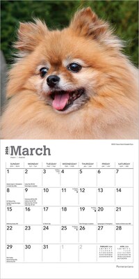 2026 BrownTrout Pomeranians 7" x 7" Monthly Wall Calendar (9798330705146)