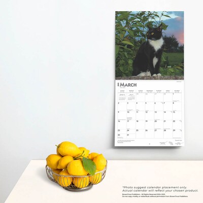 2025 BrownTrout Tuxedo Cats 12" x 12" Monthly Square Wall Calendar (9781975477905)