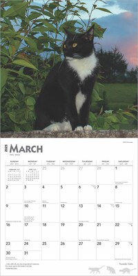 2025 BrownTrout Tuxedo Cats 12" x 12" Monthly Square Wall Calendar (9781975477905)