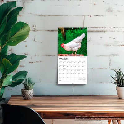 2026 BrownTrout Chickens 7" x 7" Monthly Wall Calendar (9798330702879)