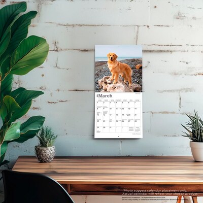 2026 BrownTrout Golden Retrievers 7" x 7" Monthly Wall Calendar (9798330703487)