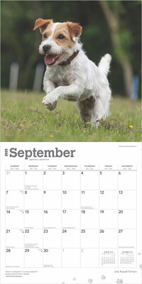 2025 BrownTrout Jack Russell Terriers 12" x 12" Monthly Wall Calendar (9781975477233)