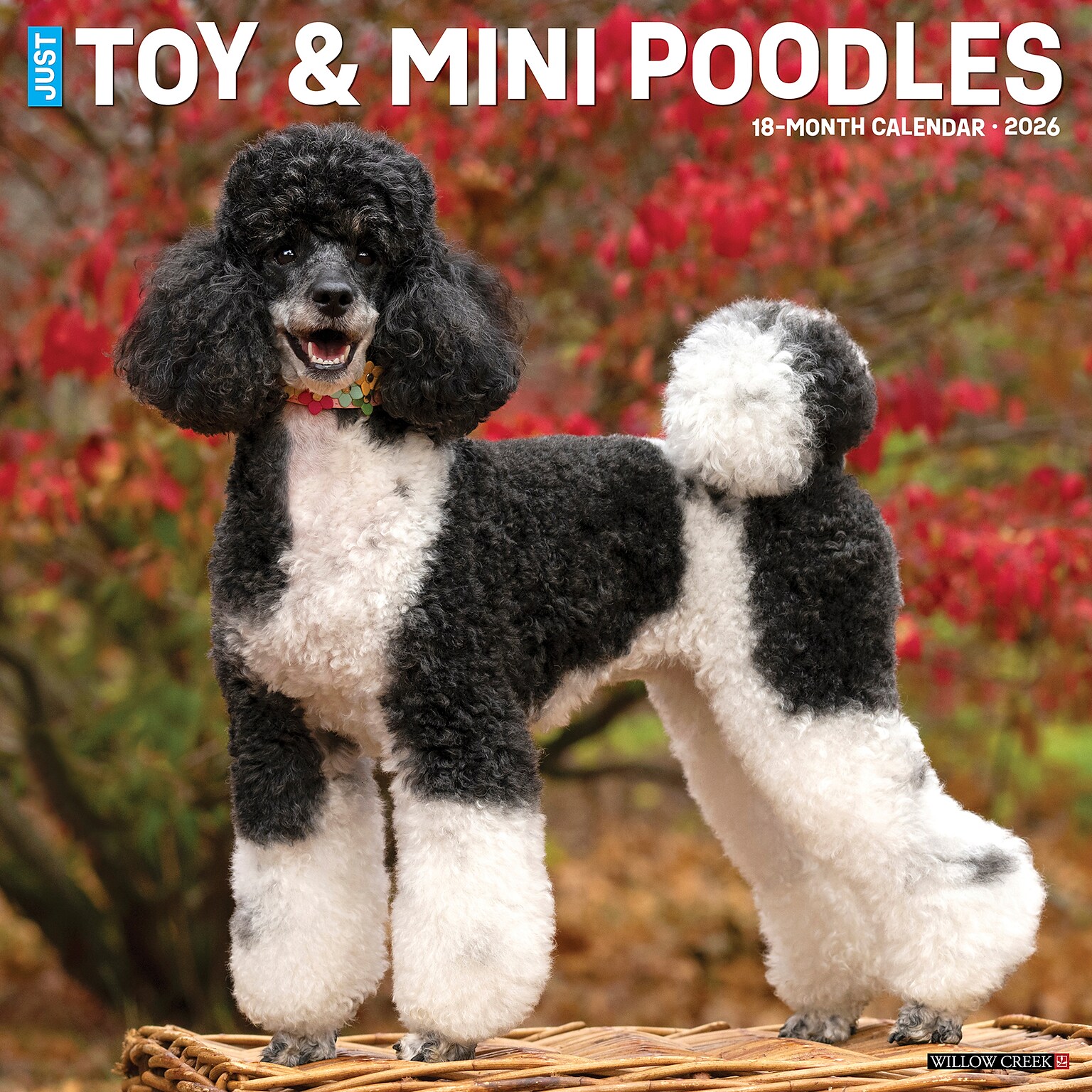 2026 Willow Creek Toy & Miniature Poodles 12 x 12 Monthly Wall Calendar (55588)