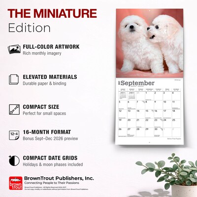 2027 BrownTrout Bichon Frise Puppies 7" x 7" Monthly Wall Calendar, Assorted Colors (9798330709892)