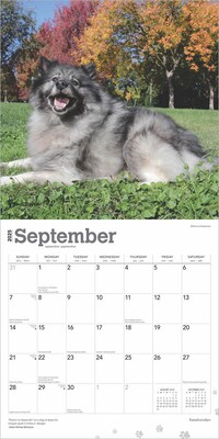 2025 BrownTrout Keeshonden 12" x 12" Monthly Wall Calendar (9781975477264)