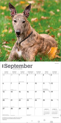 2026 BrownTrout Greyhounds 12" x 12" Monthly Wall Calendar (9798330703555)