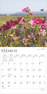 2025 BrownTrout Wildflowers 12" x 12" Monthly  Wall Calendar (9781975475949)