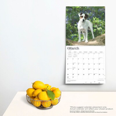 2025 BrownTrout Jack Russell Terriers 12" x 12" Monthly Wall Calendar (9781975477233)