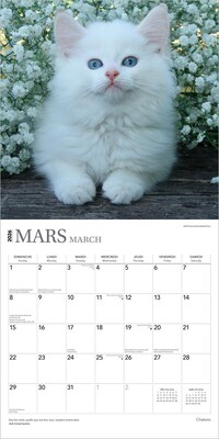2026 BrownTrout Chatons 12" x 12" Monthly Wall Calendar (9798330707331)
