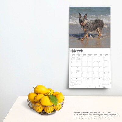 2025 BrownTrout Australian Cattle Dogs 12" x 24" Monthly Square Wall Calendar (9781975476533)