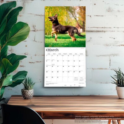 2026 BrownTrout Belgian Malinois 12" x 12" Monthly Wall Calendar (9798330707881)