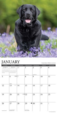 2025 Willow Creek What Labs Teach Us 12" x 12" Monthly Wall Calendar (45404)