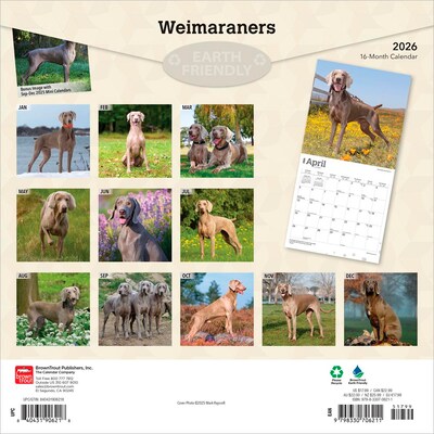 2026 BrownTrout Weimaraners 12 x 12 Monthly Wall Calendar (9798330706211)