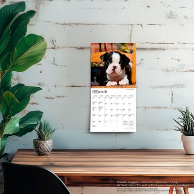 2026 BrownTrout Boston Terrier Puppies 7" x 7" Monthly Wall Calendar (9798330702589)