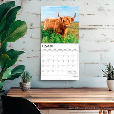 2026 BrownTrout Highland Cows 12" x 12" Monthly Wall Calendar (9798330703630)