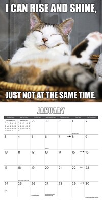 2027 Willow Creek Cat-astrophe 7" x 7" Monthly Wall Calendar (63941)