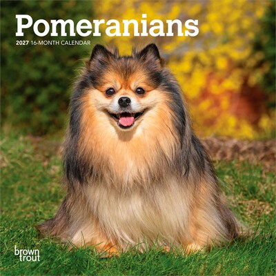 2027 BrownTrout Pomeranians 7 x 7 Monthly Wall Calendar (9798330710058)