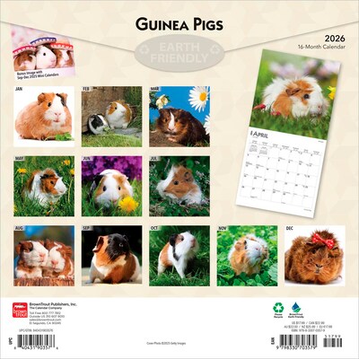 2026 BrownTrout Guinea Pigs 12 x 12 Monthly Wall Calendar (9798330703579)