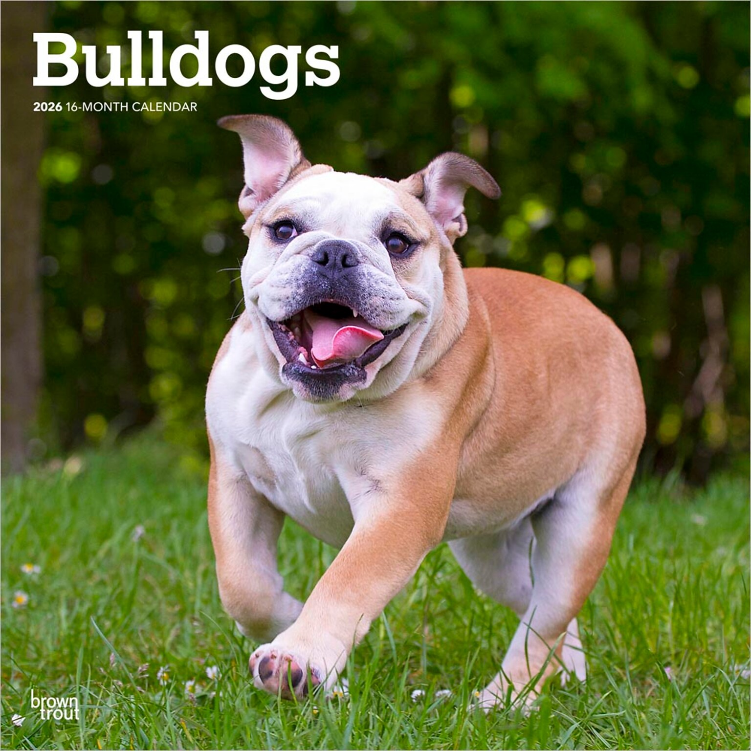 2026 BrownTrout Bulldogs 12 x 12 Monthly Wall Calendar (9798330703210)