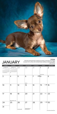 2027 Willow Creek Chihuahua Rules 7" x 7" Monthly Wall Calendar (63958)
