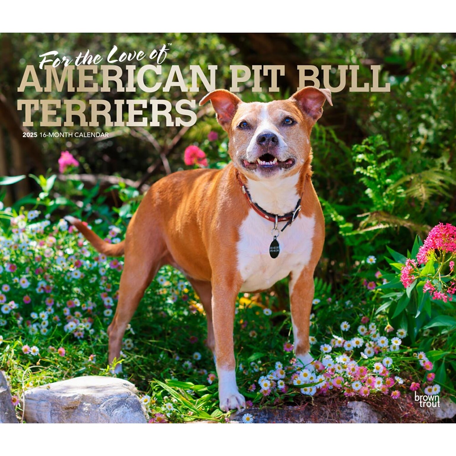 2025 BrownTrout For the Love of American Pit Bull Terriers 14 x 24 Monthly Deluxe Wall Calendar (9781975472986)