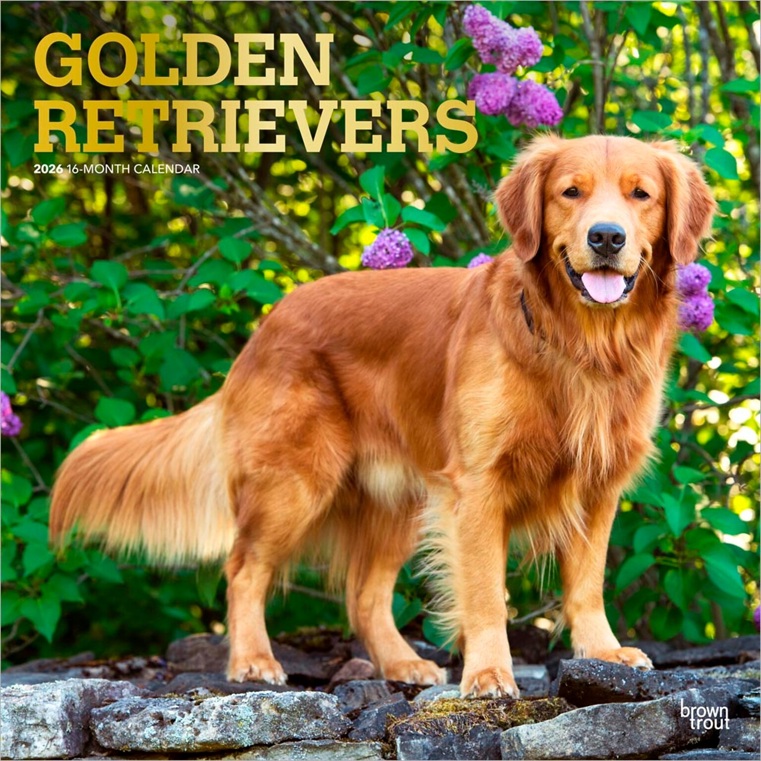 2026 BrownTrout Golden Retrievers 12 x 12 Monthly Wall Calendar (9798330703494)