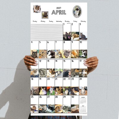 2027 TF Publishing Cat-A-Day 12" x 12" Monthly Wall Calendar (27-1002)