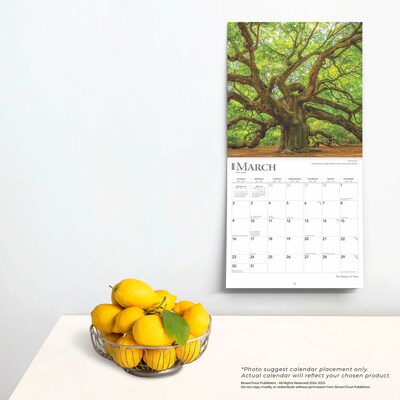 2025 BrownTrout The Majesty of Trees 12" x 12" Monthly Square Wall Calendar (9781975477394)