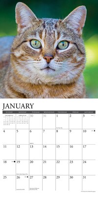 2026 Willow Creek Tabby Cats 12" x 12" Monthly Wall Calendar (52938)