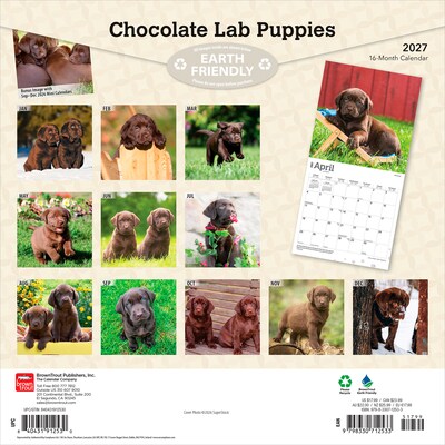 2027 BrownTrout Chocolate Labrador Retriever Puppies 12 x 12 Monthly Wall Calendar (9798330712533)