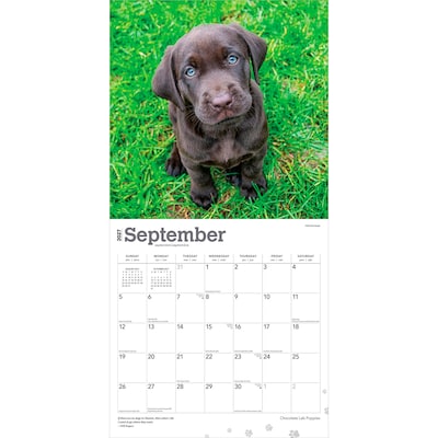 2027 BrownTrout Chocolate Labrador Retriever Puppies 12" x 12" Monthly Wall Calendar (9798330712533)