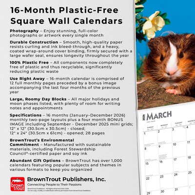 2026 BrownTrout Guinea Pigs 12" x 12" Monthly Wall Calendar (9798330703579)