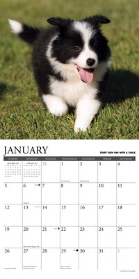 2025 Willow Creek What Puppies Teach Us 12" x 12" Monthly Wall Calendar (45411)