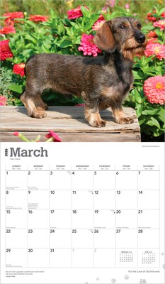 2026 BrownTrout For the Love of Dachshunds 14" x 12" Monthly Wall Calendar (9798330707140)