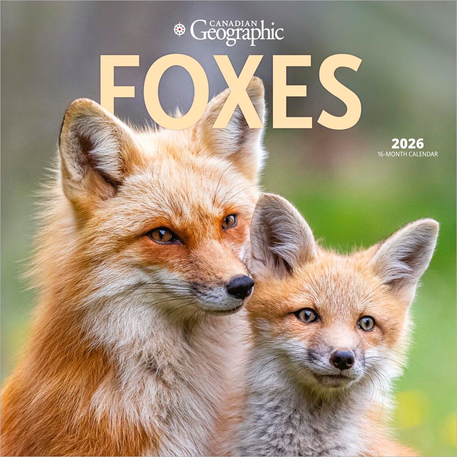 2026 Wyman Canadian Geographic Foxes 12 x 12 Monthly Wall Calendar (9781525699832)