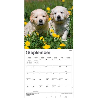 2027 BrownTrout Golden Retriever Puppies 12" x 12" Monthly Wall Calendar (9798330712465)