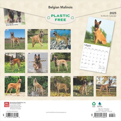 2025 BrownTrout Belgian Malinois 12 x 12 Monthly Wall Calendar (9781975478261)