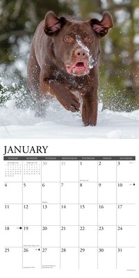 2026 Willow Creek Labs 12" x 12" Monthly Wall Calendar (51733)